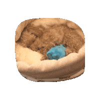 Good Night Dog Sticker