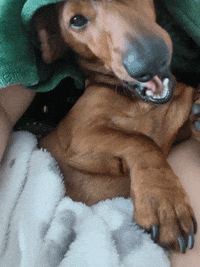 Sleepy Sausage Dog GIF