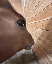 Horse Looking GIF
