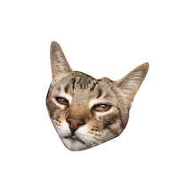 Salvador Sticker by Koralle