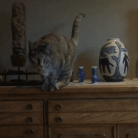cats biscuit GIF