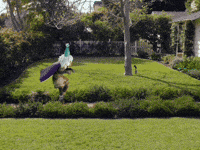 Birthday Party GIF by thatgamecompany