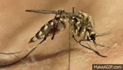 mosquito GIF