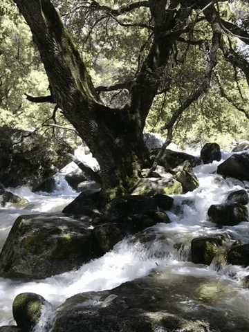 tree stream GIF
