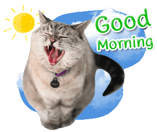 Cat Morning Sticker
