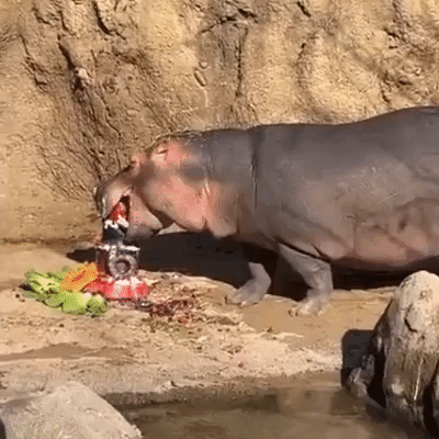 Hippo Fiona Bites Sixth Birthday Cake