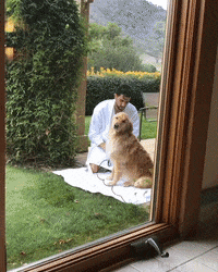 GoldenHuckFin golden bath golden retriever bathtime GIF