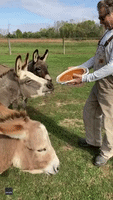 Donkey Sanctuary Residents Thankful for Pumpkin Pie Treat