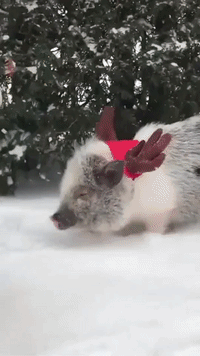 One Of Santa's Reindeer