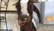 goat butter GIF