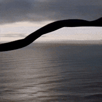 Talwiinder GIF