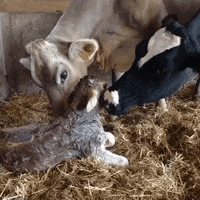 mom friend GIF