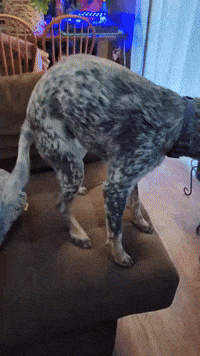SundaySauceEdits farm dog blue humping dog GIF