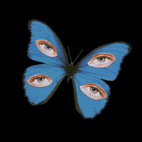 Valheria123 eyes butterfly valheriarocha GIF