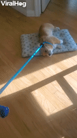 Doggy Makes a Choice Between Walking and Bed