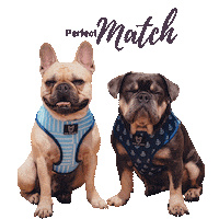 Perfect Match Dogs Sticker by Fibi & Karl