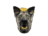 Cat Wagging Sticker by Marcel Katz / The Art Plug