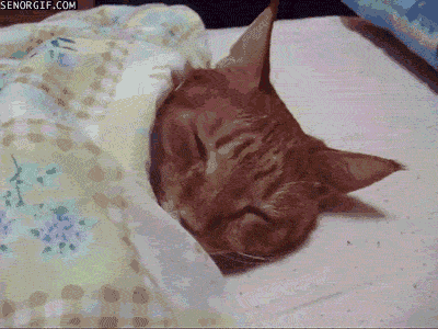 cat sleeping GIF by Cheezburger