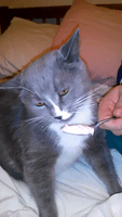 Cat Hit With Brain Freeze While Eating Ice Cream