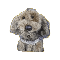 Pache Sticker by LIBERUM