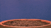plants seeds GIF by New Economy Coalition