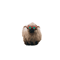 TierparkSababurg zoo schaf tierpark sababurg Sticker