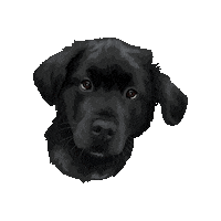 Hastingspp Sticker by Pickle's Pawtraits