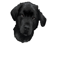 Hastingspp Sticker by Pickle's Pawtraits