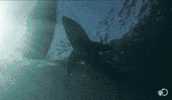 boat GIF