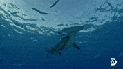 Hammerhead Shark Water GIF by Shark Week