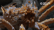 King Crab GIF by Monterey Bay Aquarium