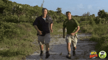 Beach Day Hello GIF by PBS KIDS