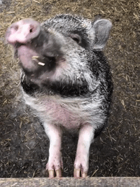 pig jewelry GIF