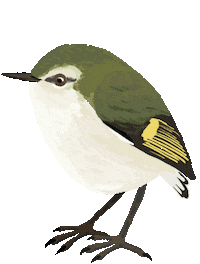 Cute Bird Nzbird Sticker by Melissa Boardman