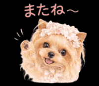Yorkshire Terrier Dog GIF