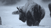 Snow America GIF by Nat Geo Wild