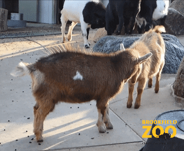 Fight Goat GIF by Brookfield Zoo
