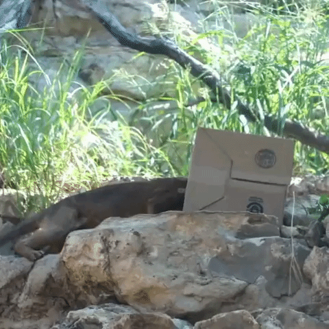 Trapped Fossa Fights to Escape Cardboard Box in Pursuit of Treat