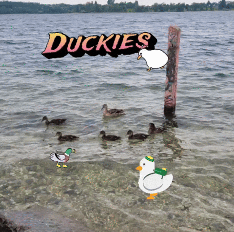 Kinotastisch giphyattribution duck giphycreatortest ducks GIF