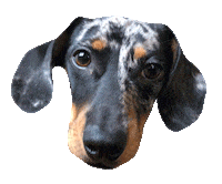 dachshund doxie Sticker by beangoods