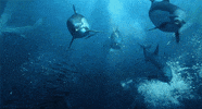 dolphin GIF