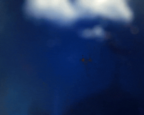 Eid Adha Eid GIF by Al-Maha Agricultural Co.