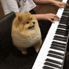 dog GIF