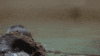 fun swimming GIF by San Diego Zoo
