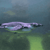sandiegozoo cute animals nature penguin GIF