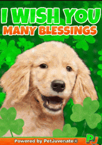 Awesome Boi Pupper Dog Pj GIF by PetJuvenate - PJ