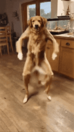Dance Dog GIF