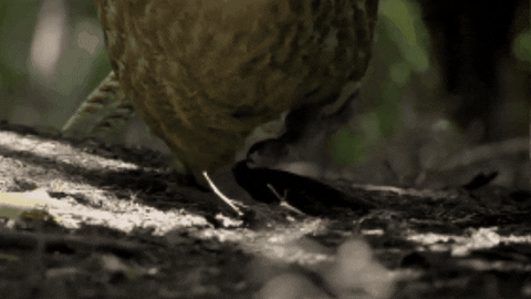 WildlifeWonders giphygifmaker kakapo GIF