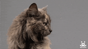 cat no GIF by Best Friends Animal Society