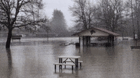 Tree Floats Downstream in Washington as Atmospheric River Brings Severe Flooding